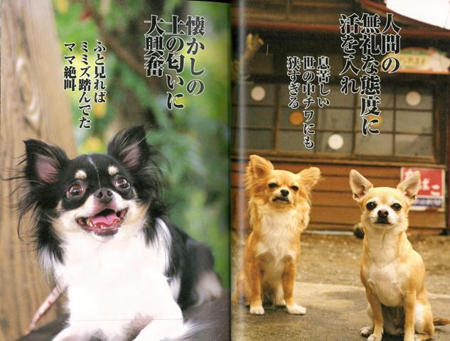 楽天ブックス バーゲン本 犬川柳 チワワ編 チワワスタイル編集部 編 本 楽天ブックス バーゲン本 犬川柳 チワワ編 チワワスタイル編集部 編 本