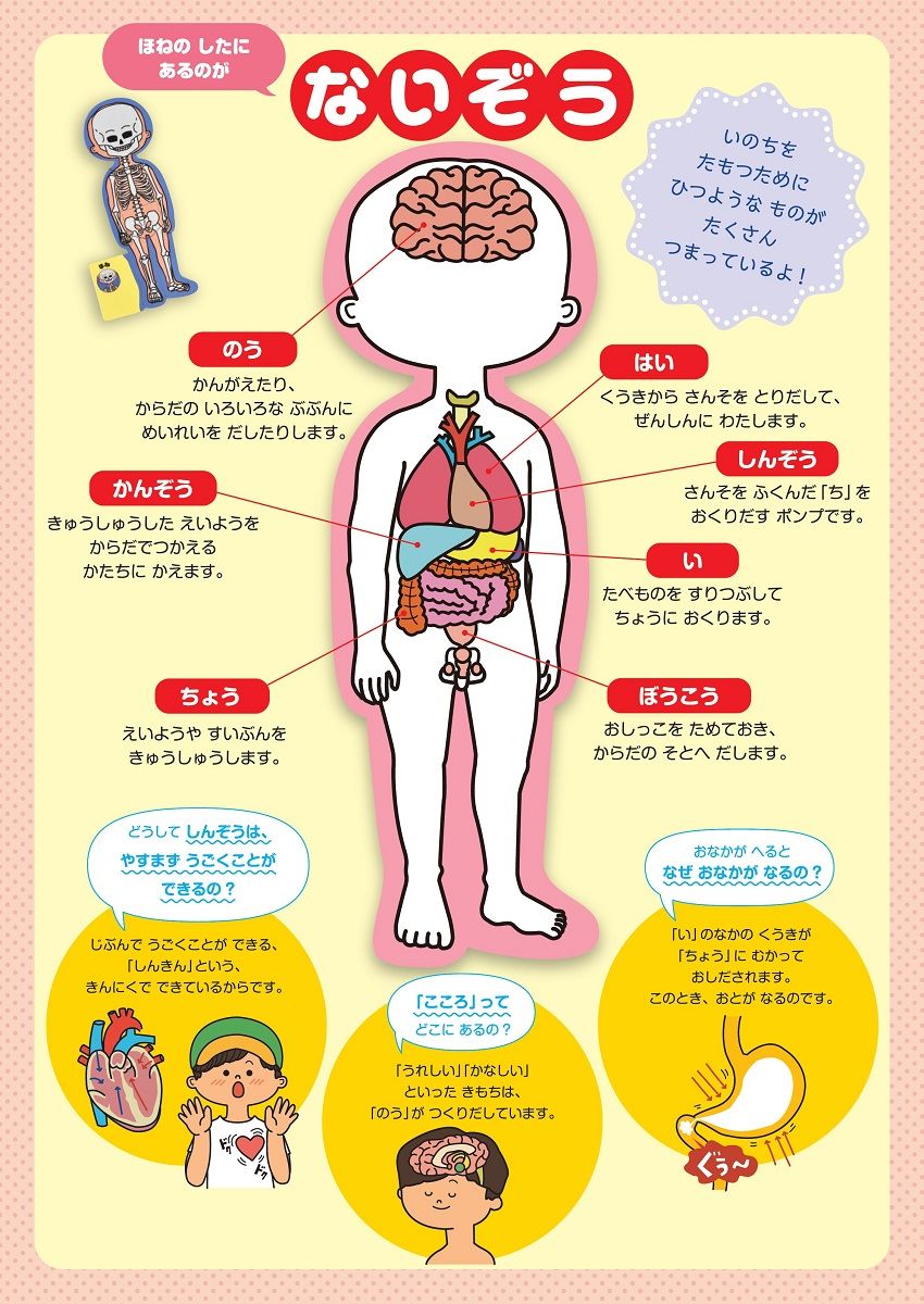 楽天ブックス 5層式からだのしくみパズルbook 大学教授がすすめる 坂井建雄 本