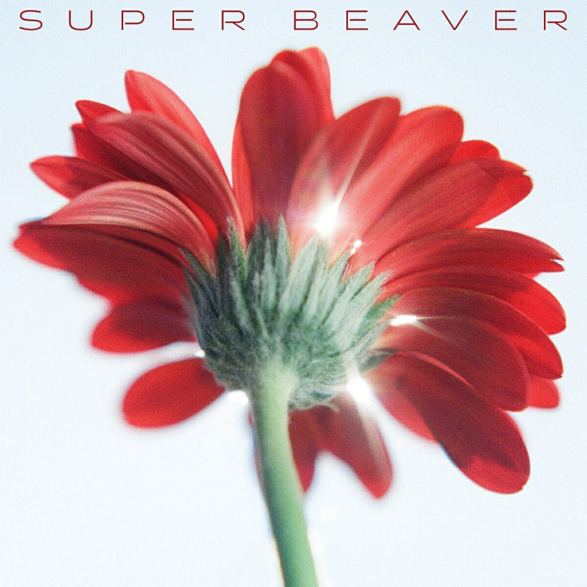 ڳŷ֥åŵۤ/ޤ(륭ۥ)[SUPERBEAVER]