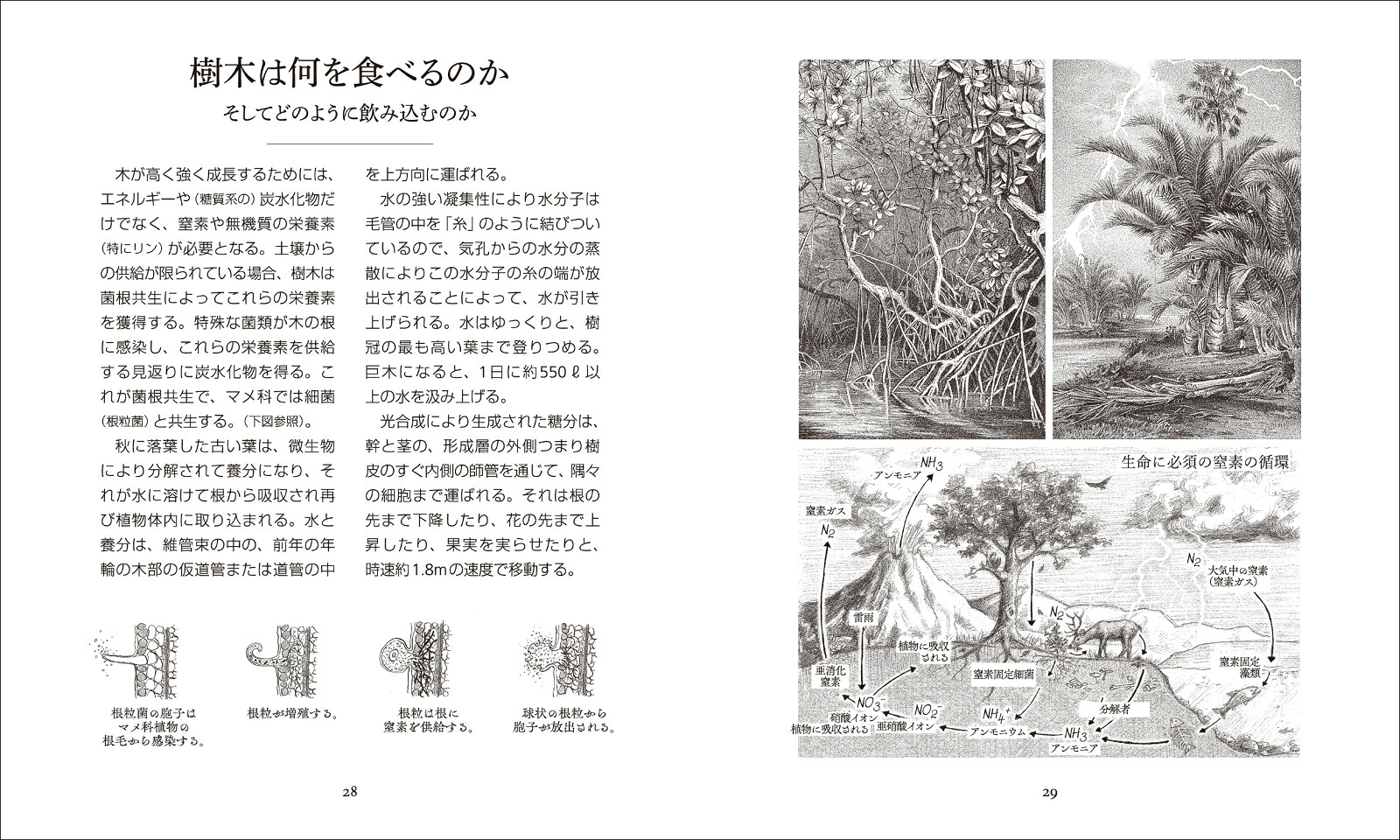 森と樹木の秘密の生活だれも知らない神秘の世界（アルケミスト双書）[オラヴィ・フイカリ]