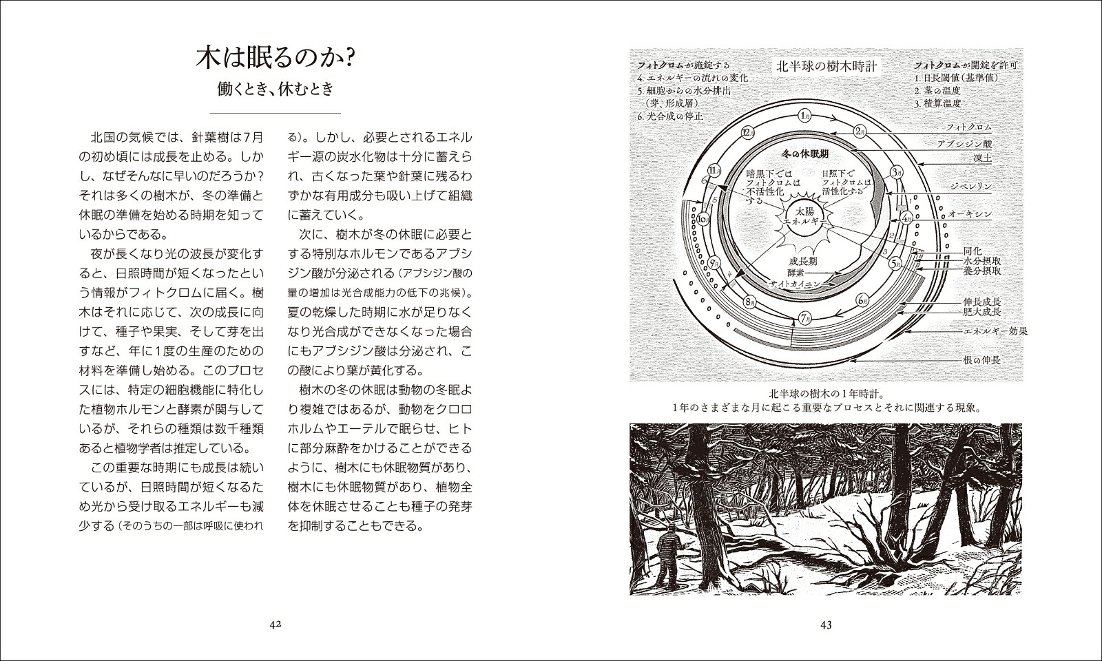 森と樹木の秘密の生活だれも知らない神秘の世界（アルケミスト双書）[オラヴィ・フイカリ]