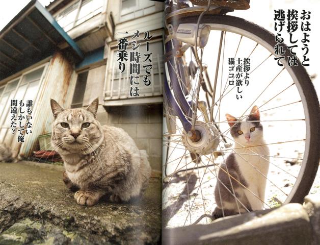 楽天ブックス バーゲン本 猫川柳 気まぐれ主義 猫川柳編集部 編 本