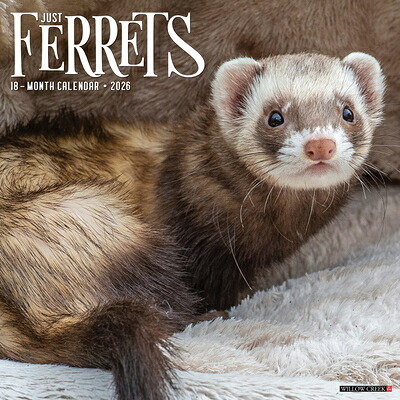 Ferrets 2026 Wall Calendar Willow Creek Press 
