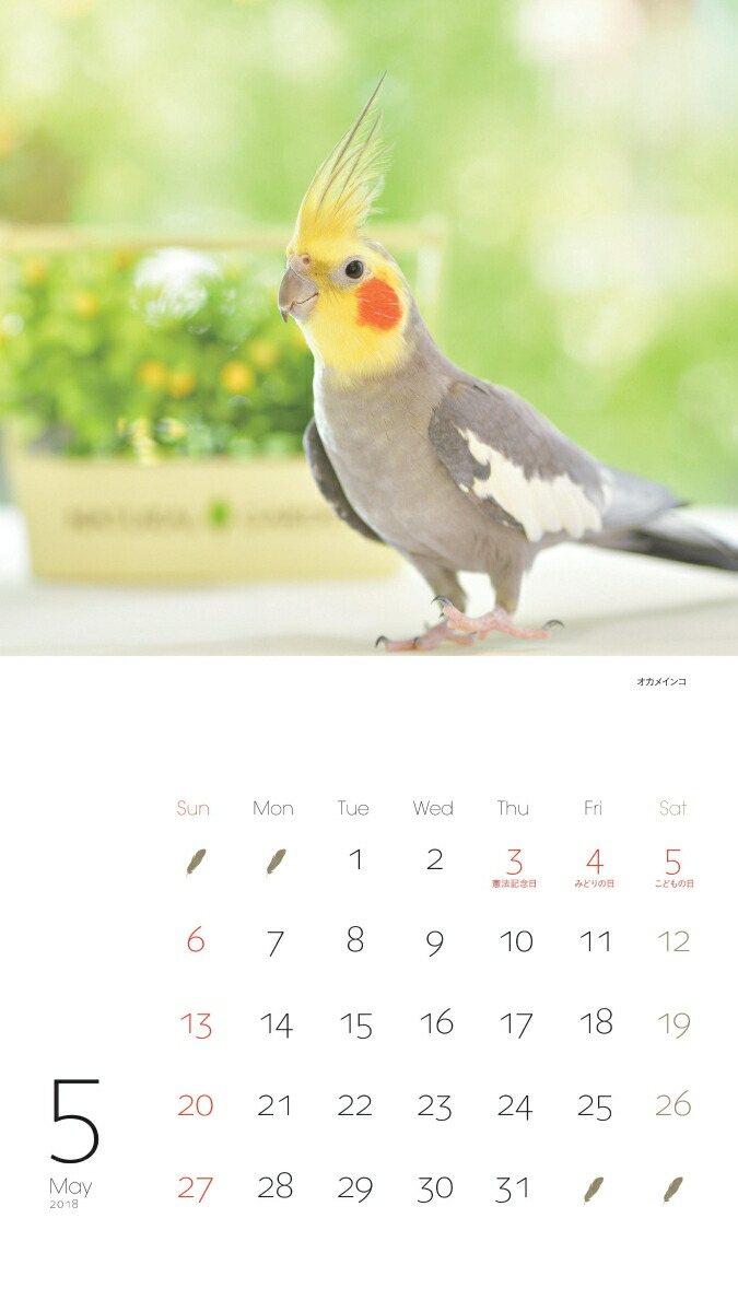 楽天ブックス かわいんこ インコと小鳥のカレンダー 18 本