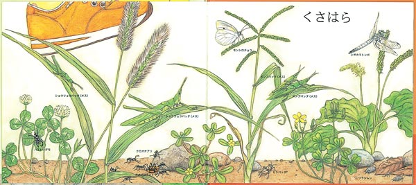 ϤɤĻܤդʤͥ꡼[ã]