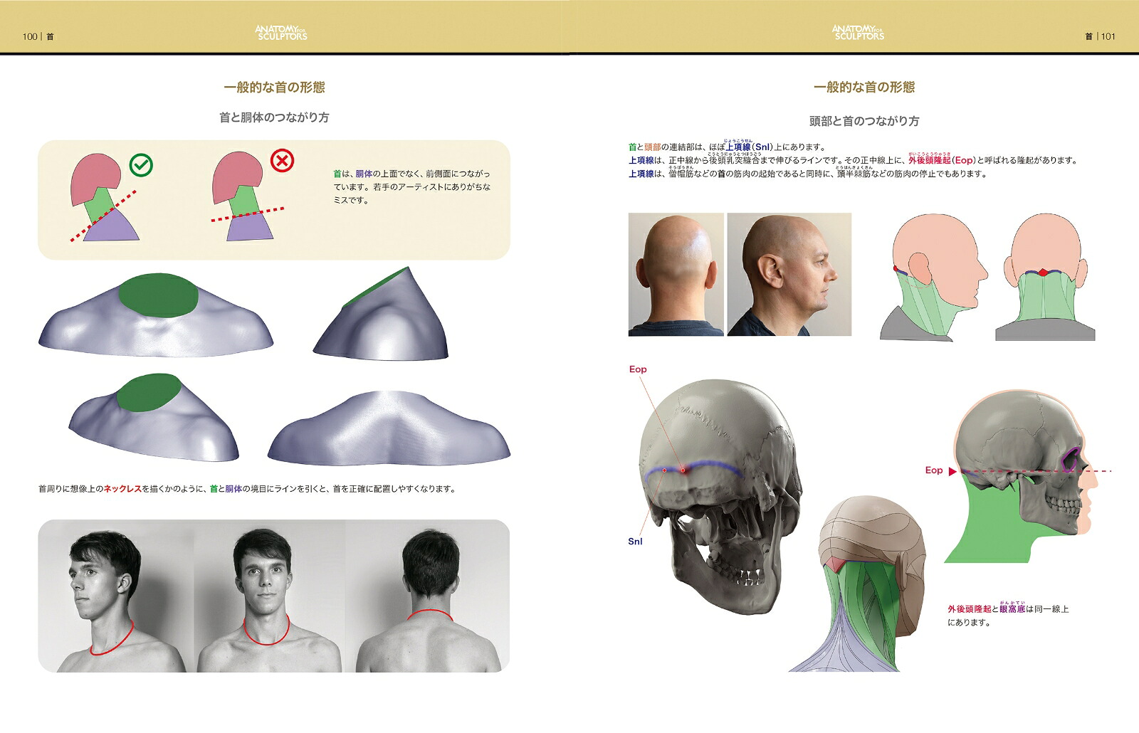 スカルプターのための美術解剖学3頭頸部編[アルディス・ザリンス]