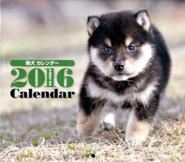 楽天ブックス ミニカレンダー柴犬 16 井川俊彦 本