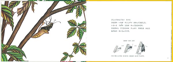 ���Ǥ��礦�����Ϥΰ�����ʡ���ۤβʳإ��꡼����[����Ƿ��]