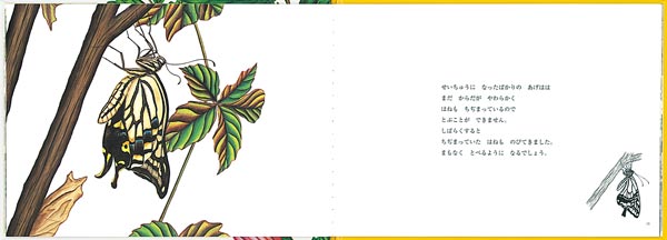 ���Ǥ��礦�����Ϥΰ�����ʡ���ۤβʳإ��꡼����[����Ƿ��]