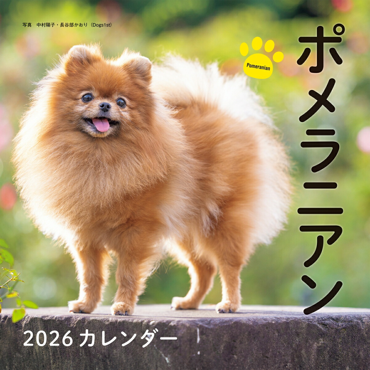 楽天市場】【予約販売】 ポメラニアンのマヨちゃんねる 犬 2026年 卓上