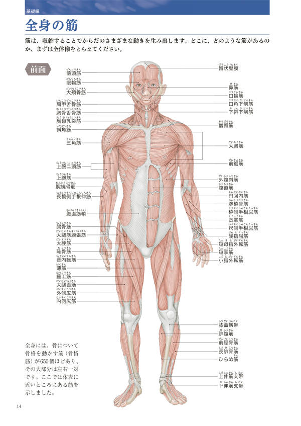 楽天ブックス 人体を描きたい人のための 美術解剖学 金井 裕也 本