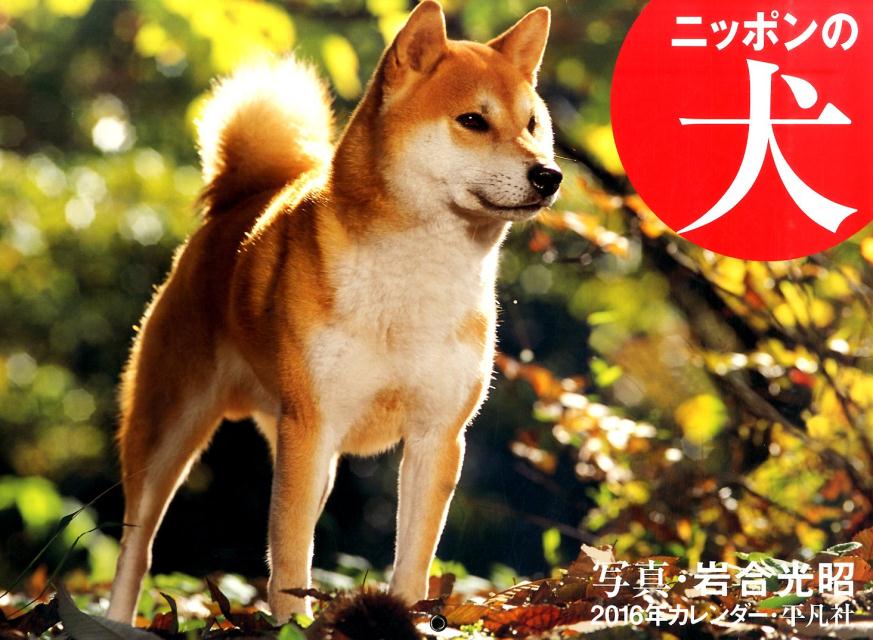 楽天ブックス ニッポンの犬カレンダー 16 岩合光昭 本