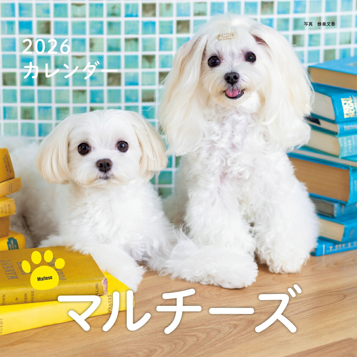 オーダー受付　Xmas　マルチーズ　ご予約ページ　10/28 楽天市場】［公式］PICTWANカレンダー 2026年【L判】マルチーズ【送料