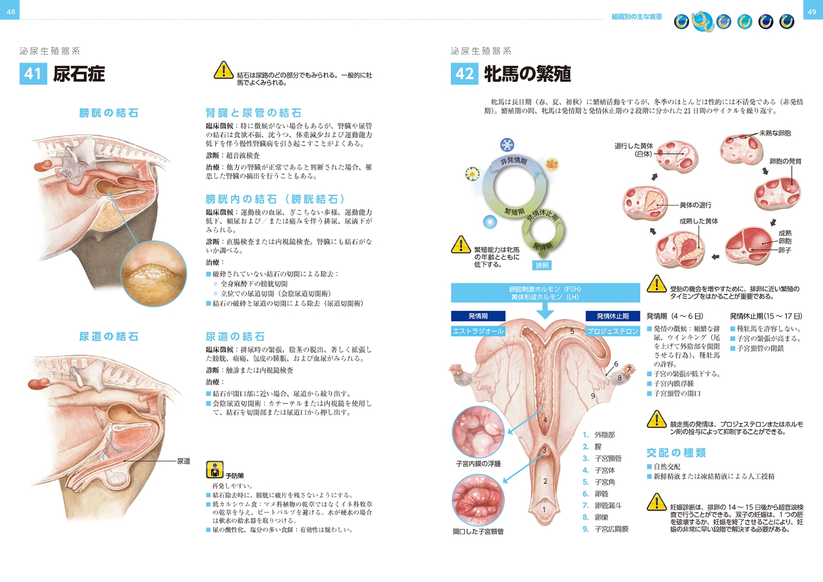 再入荷送料無料 イラストでみる馬の病気 メール便6 その他本 雑誌 コミック Bjorgunarfelag Is