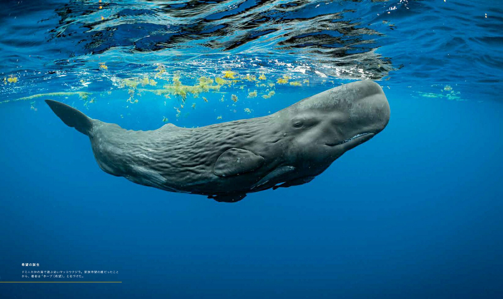 ナショナルジオグラフィッククジラ海の巨人[ブライアン・スケリー]