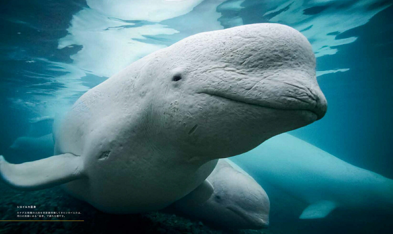 ナショナルジオグラフィッククジラ海の巨人[ブライアン・スケリー]