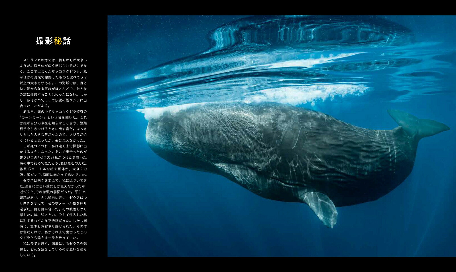 ナショナルジオグラフィッククジラ海の巨人[ブライアン・スケリー]