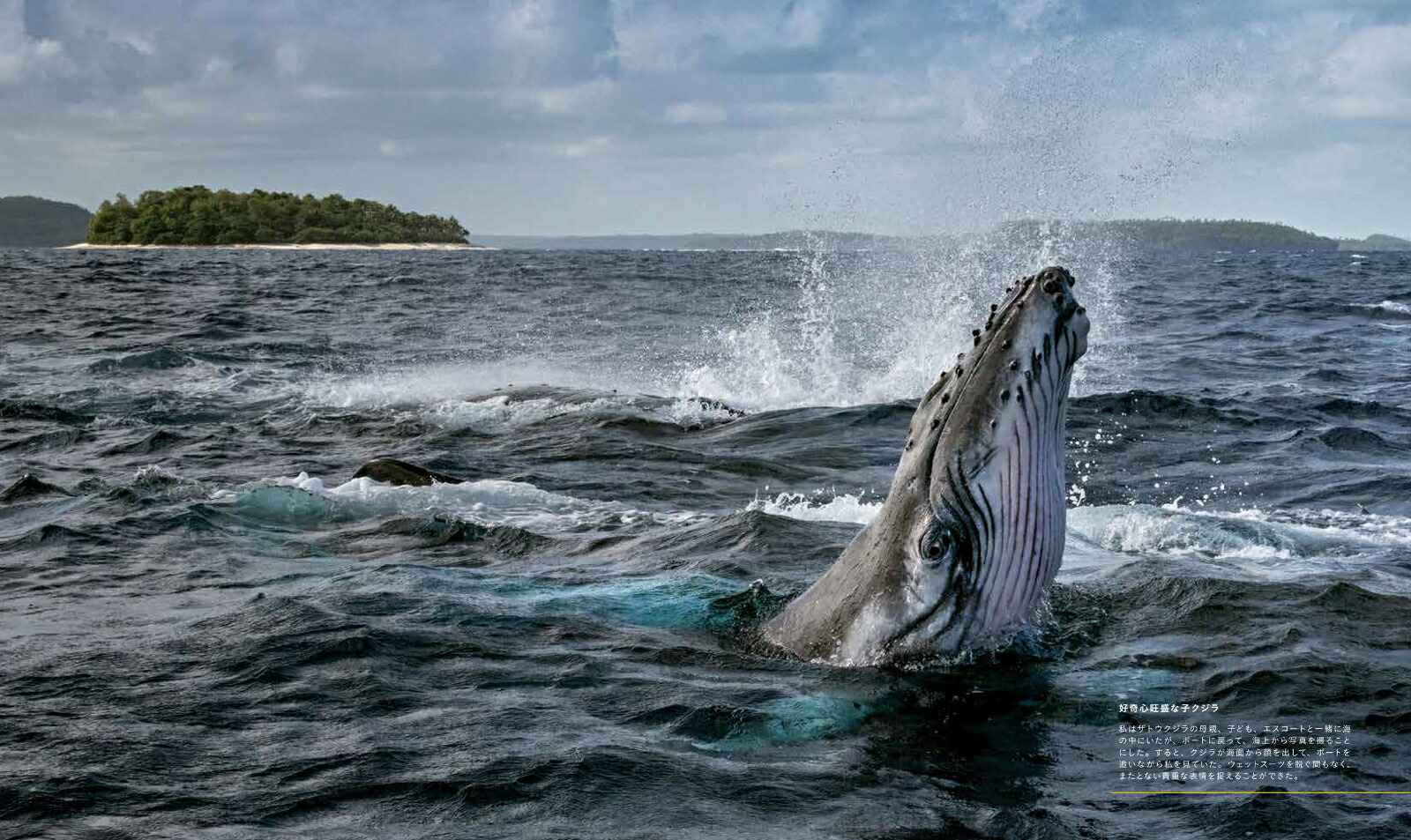 ナショナルジオグラフィッククジラ海の巨人[ブライアン・スケリー]
