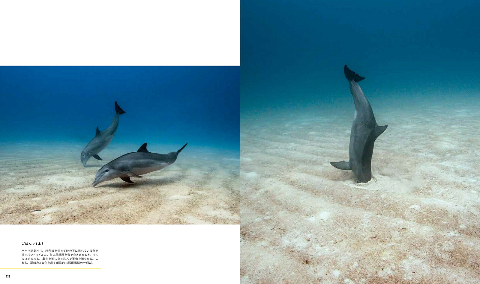 ナショナルジオグラフィッククジラ海の巨人[ブライアン・スケリー]