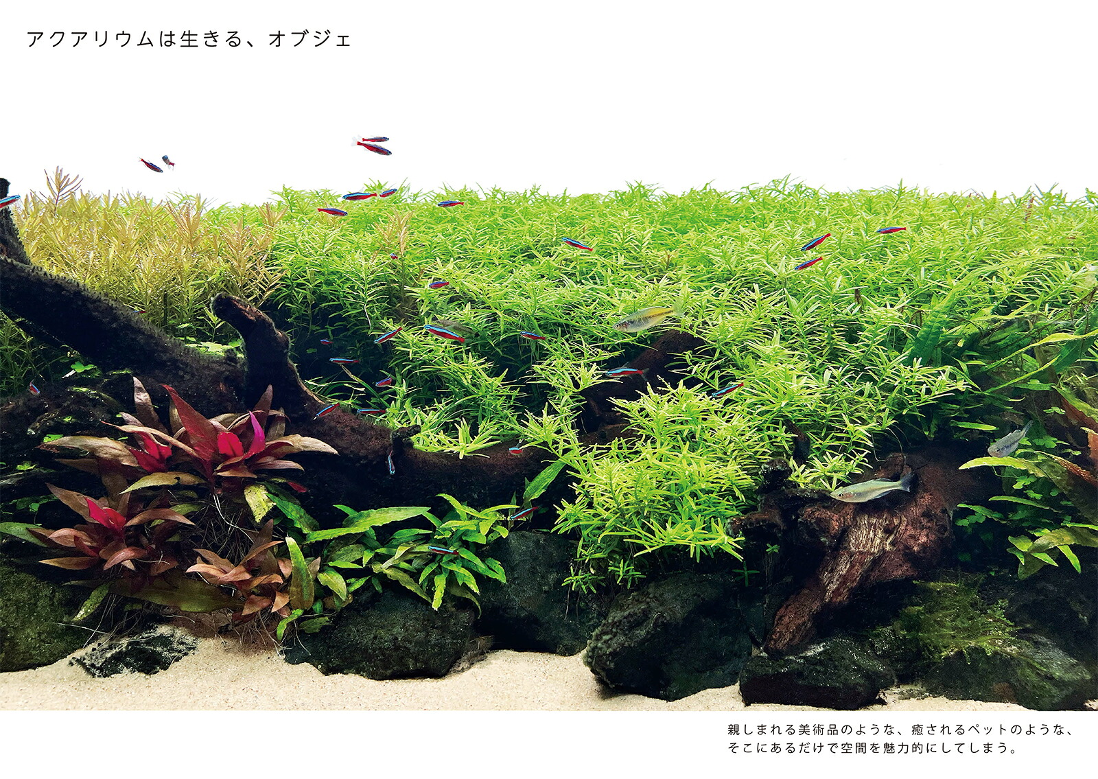 アクアリウムを趣味にするプロが教える観賞用水槽のつくり方[木下裕人]