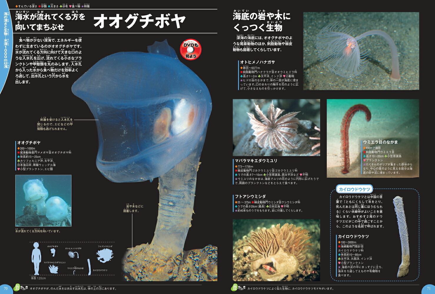 楽天ブックス 深海生物 武田正倫 本