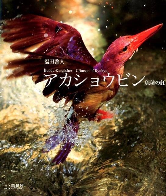 祦ӥ=RuddyKingfisher:ΰι[ʡķ]