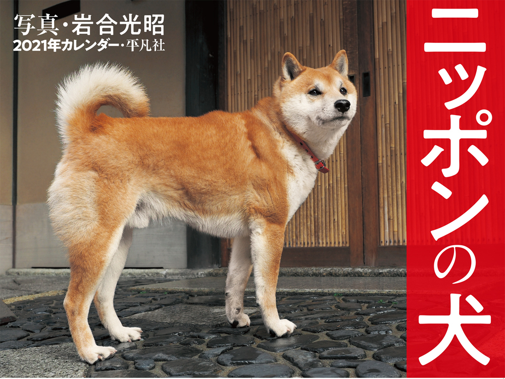 楽天ブックス 21年カレンダー ニッポンの犬 岩合 光昭 本