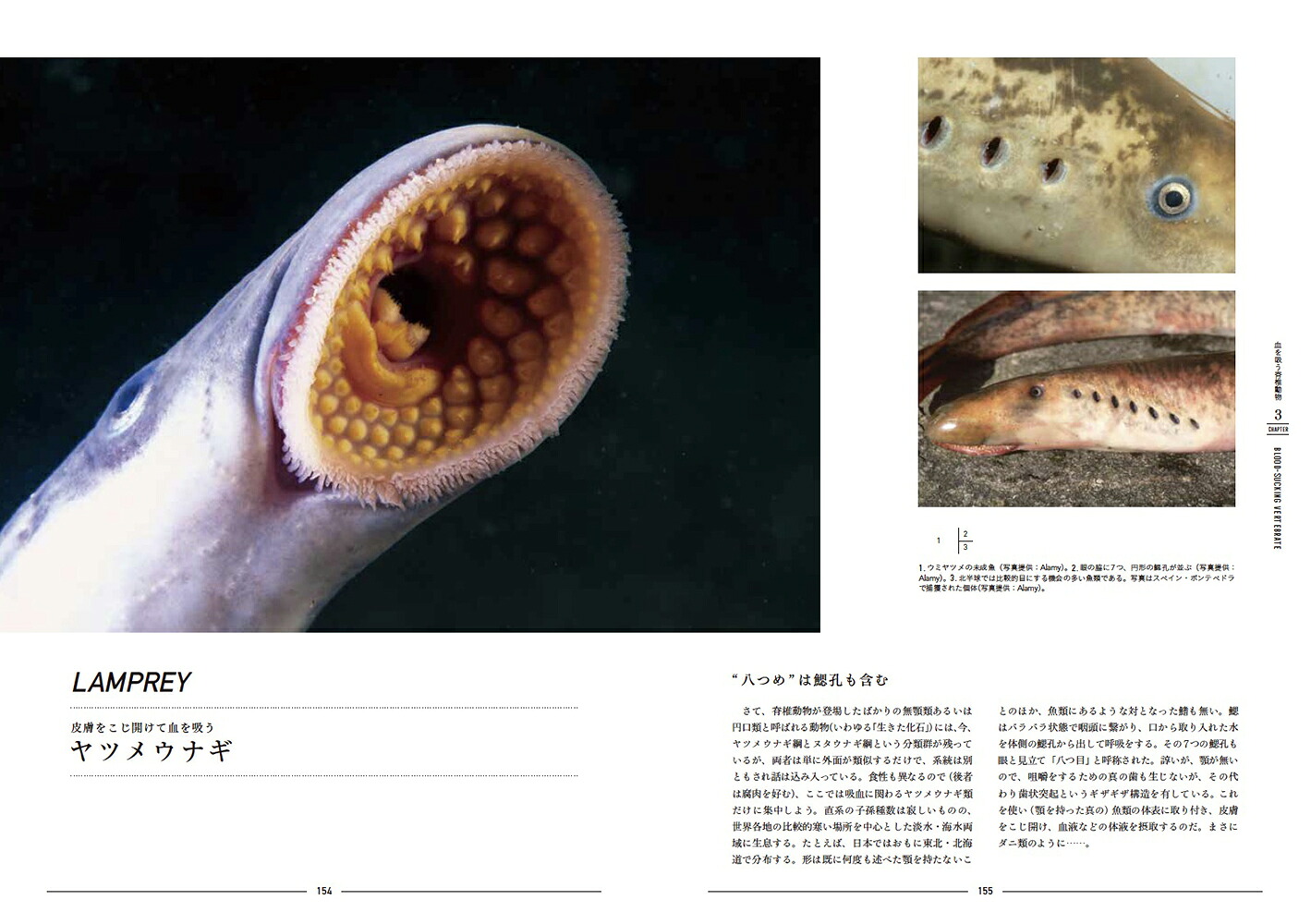 図説世界の吸血動物[浅川満彦]