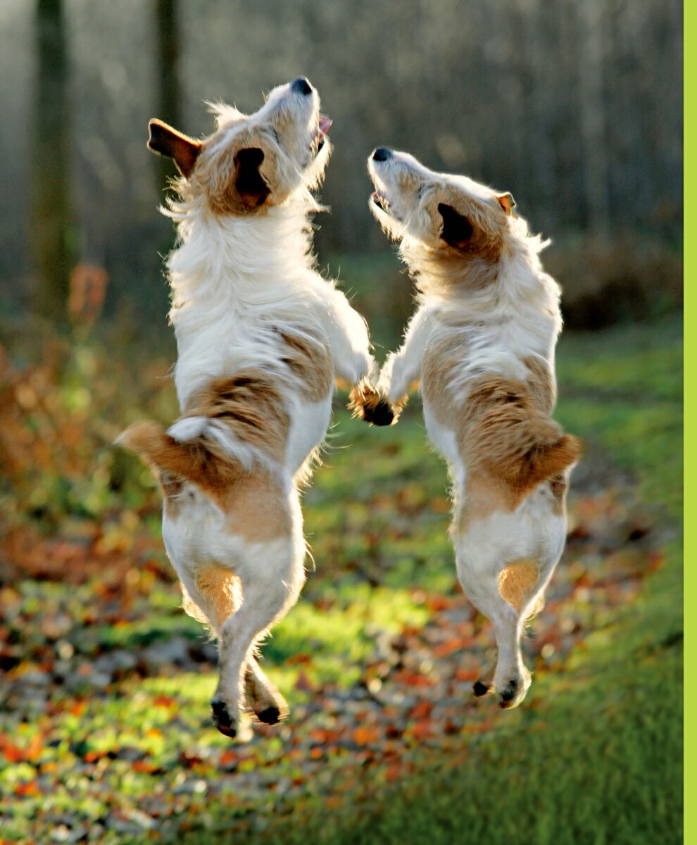 楽天ブックス 犬が教えてくれたほんとうに大切なこと シンシア L コープランド 本