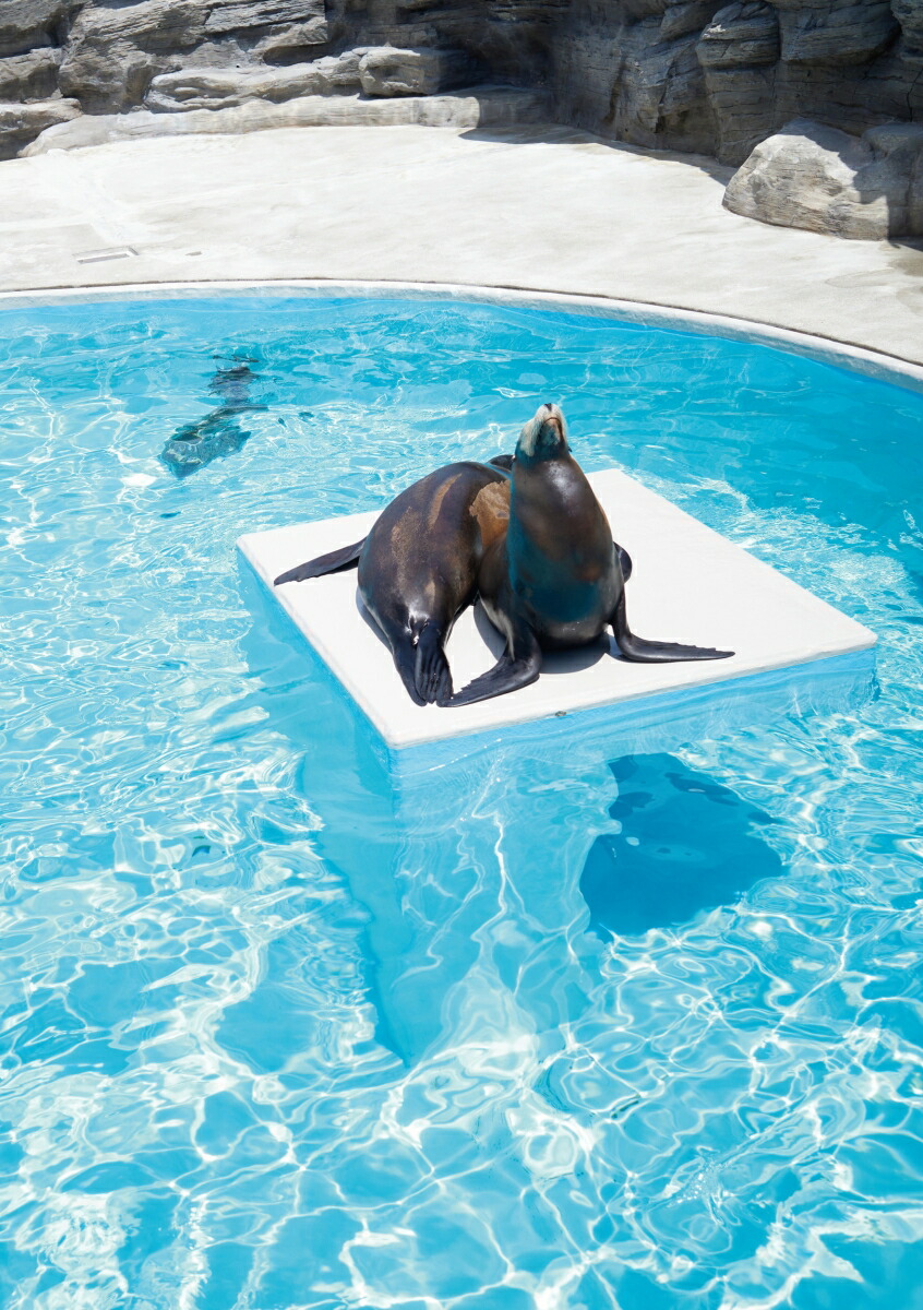 neo�������硼4�֥����륹�פȤ�����ʸ���δ�����Ĥ������������ʸ��������Τˡ������������ʤ��ΤϤʤ������ʶ᤯����������ϥ�ɥ֥å����꡼����[����ã��]