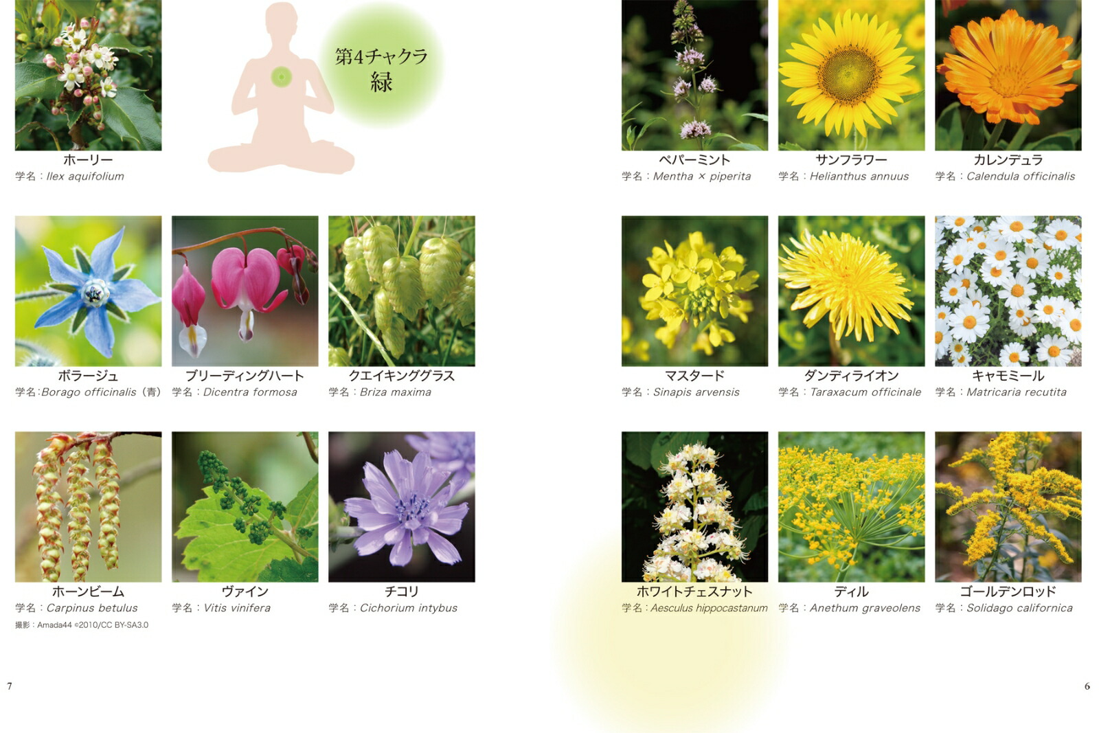 �ե����å�����ˡ���ͥ륮����ǥ�������㥯��ȿ��Ȥ����������[��ͳ��]