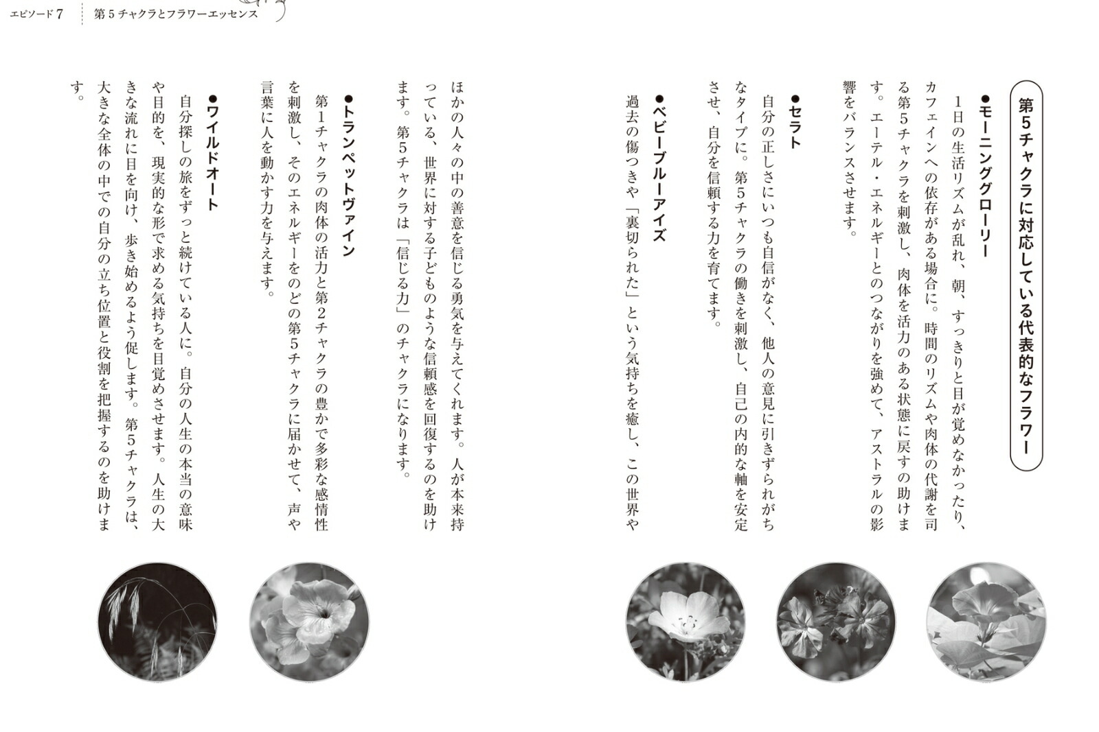 �ե����å�����ˡ���ͥ륮����ǥ�������㥯��ȿ��Ȥ����������[��ͳ��]