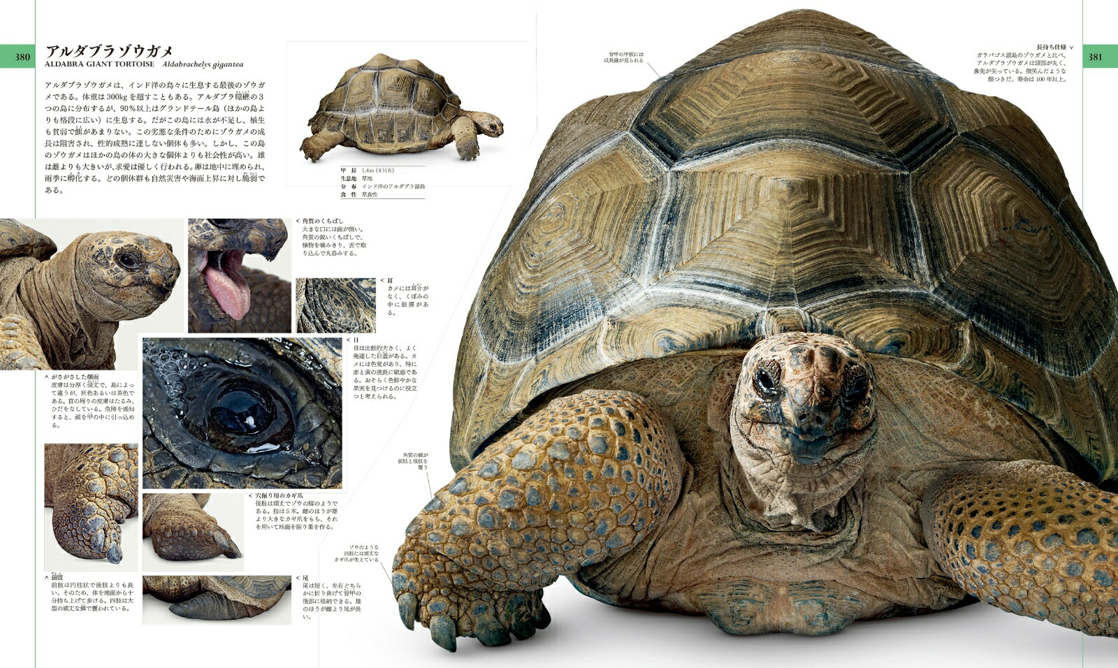 地球博物学大図鑑　新訂版 画像7