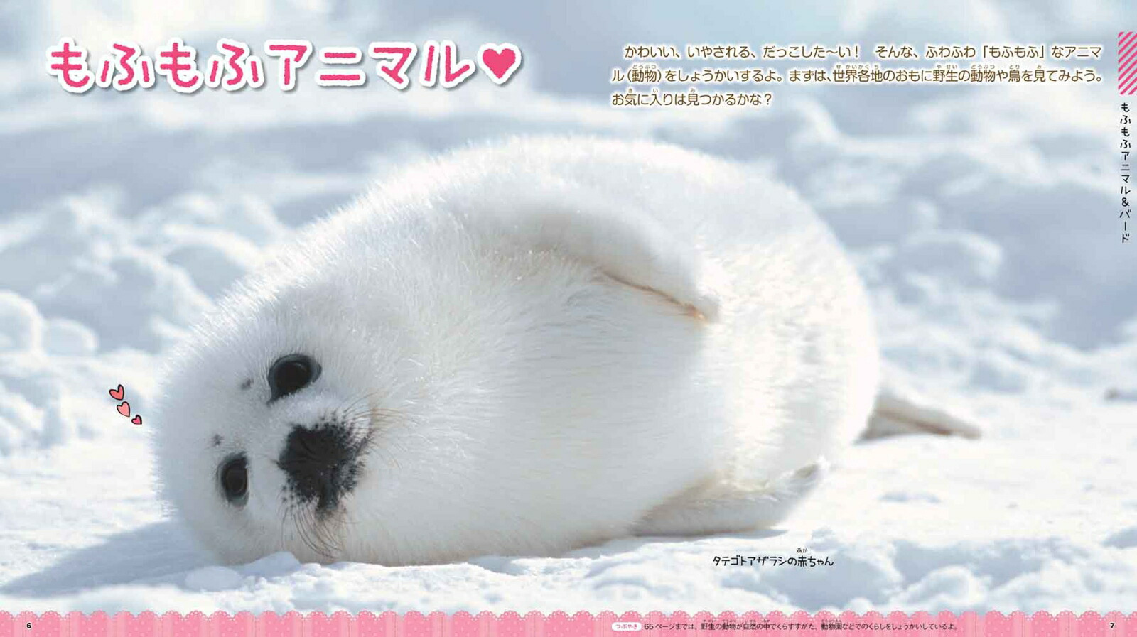 楽天ブックス もふもふ動物 今泉忠明 本