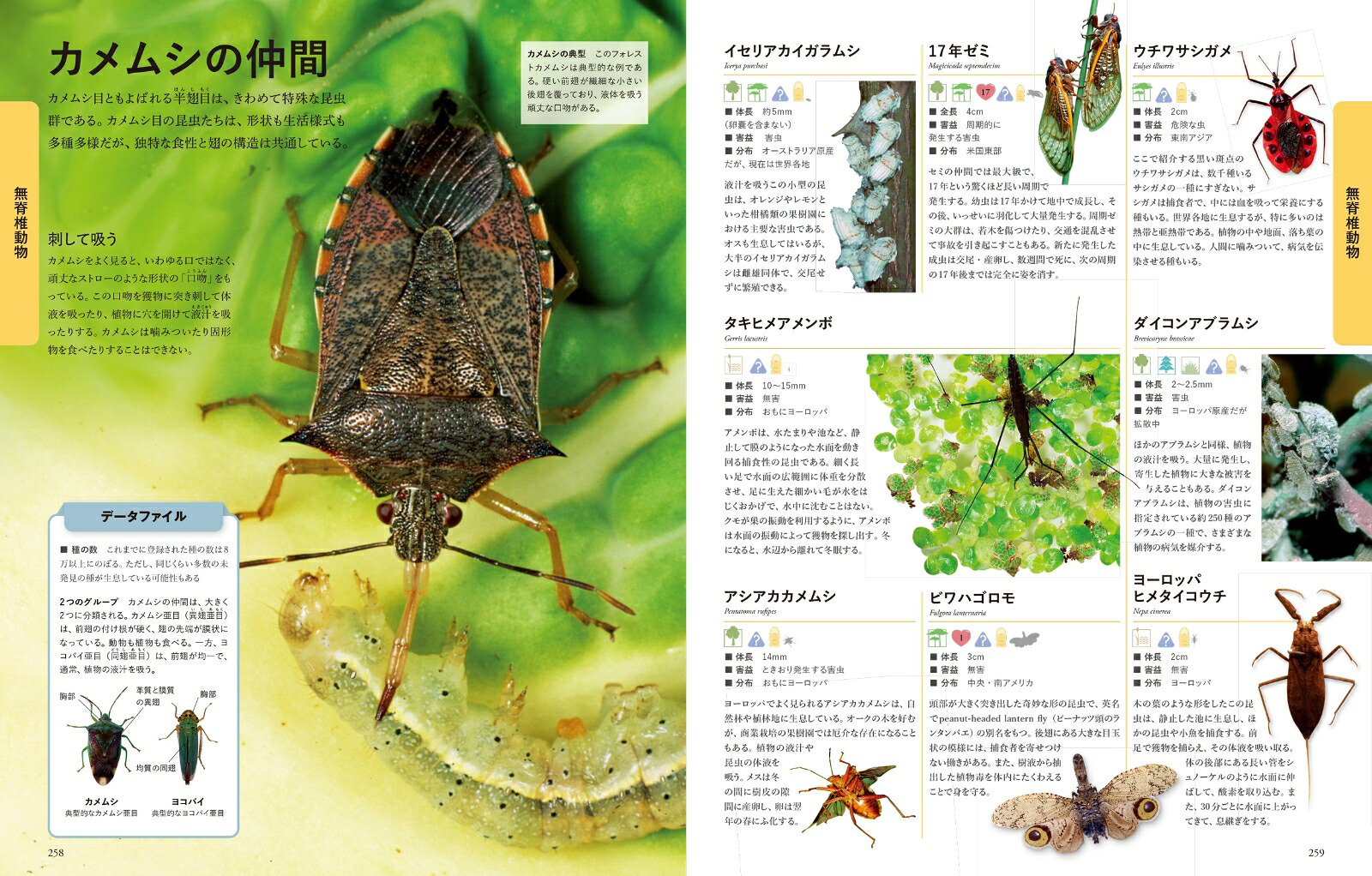 楽天ブックス: ビジュアル 世界の動物大図鑑 - DK - 9784863136298 : 本