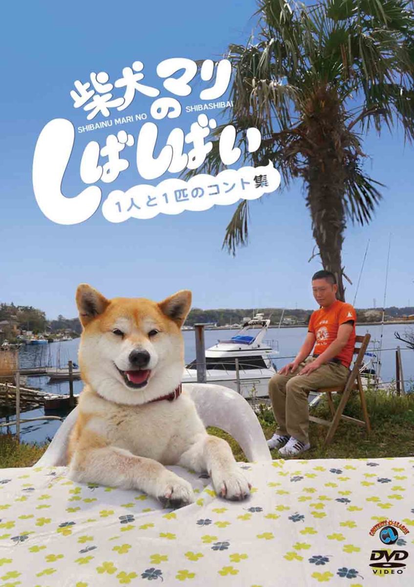 楽天ブックス 柴犬マリのしばしばい 1人と1匹のコント集 趣味 教養 Dvd