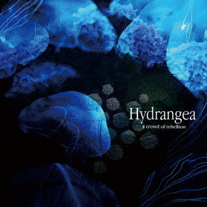 Hydrangea画像