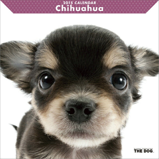 楽天ブックス チワワ 15年 カレンダー 本