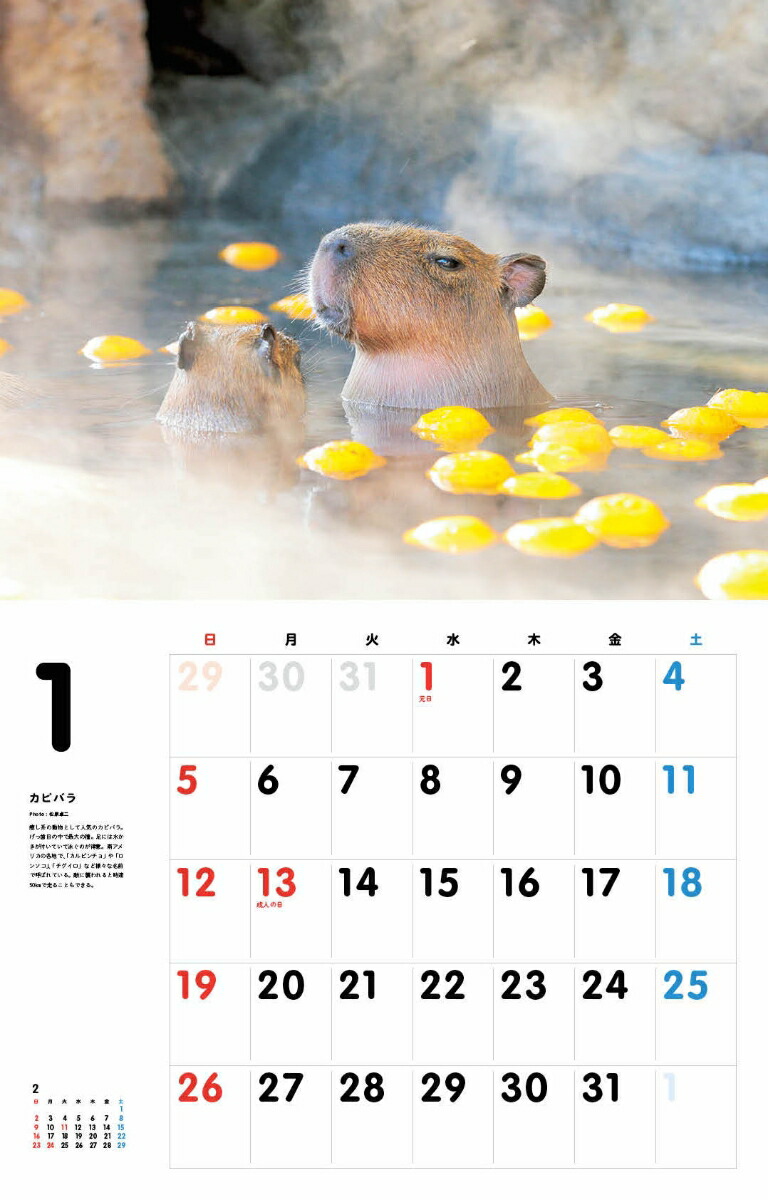 楽天ブックス いとしの珍動物カレンダー 松原卓二 本