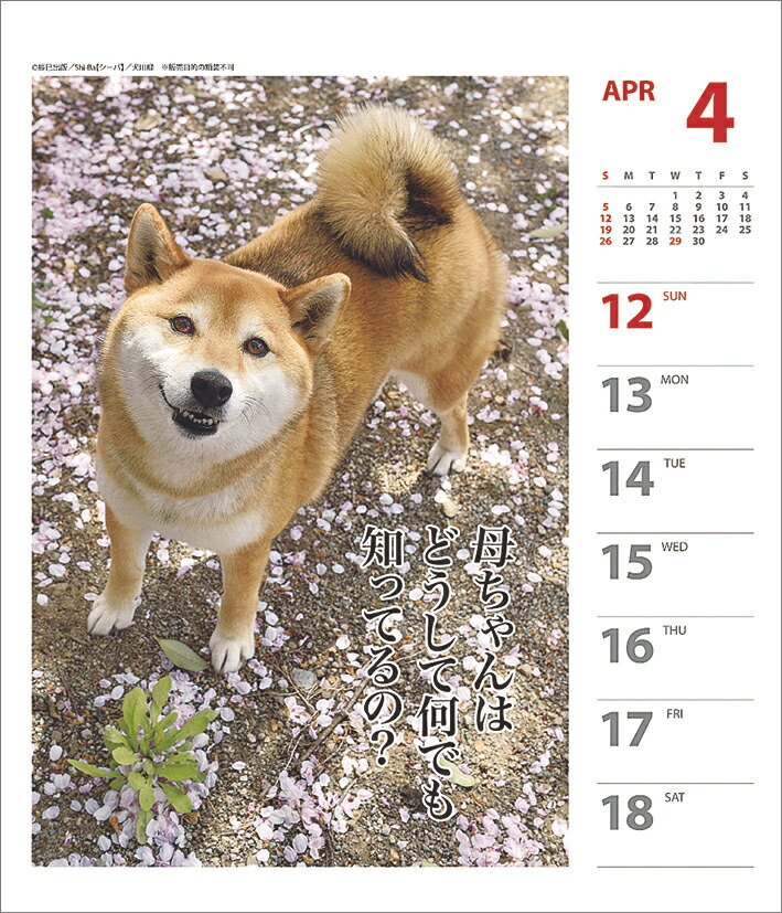 楽天ブックス 犬川柳 週めくり 年1月始まりカレンダー 本