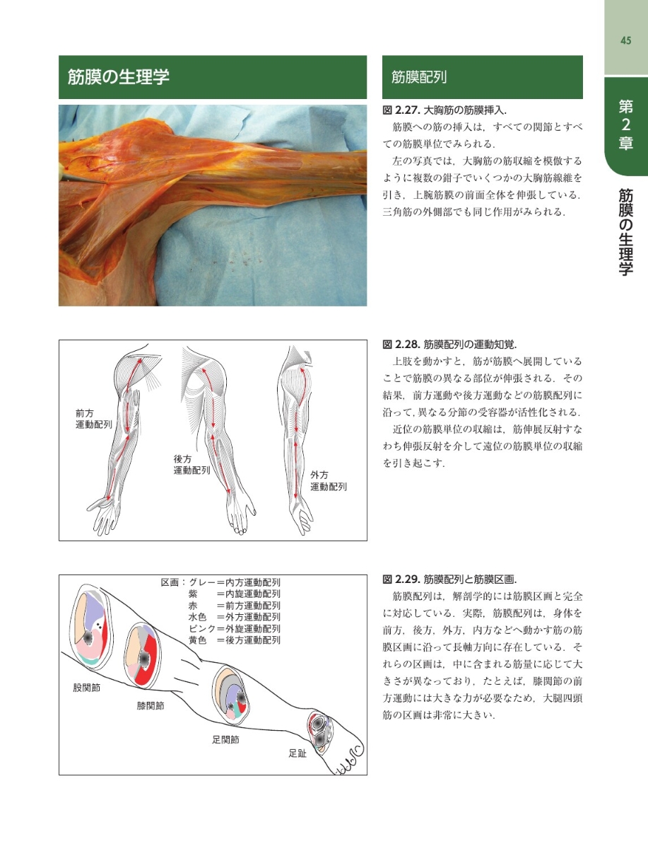 専門ショップ筋膜マニピュレーション 実践編 レベル1 原著第2版 科学