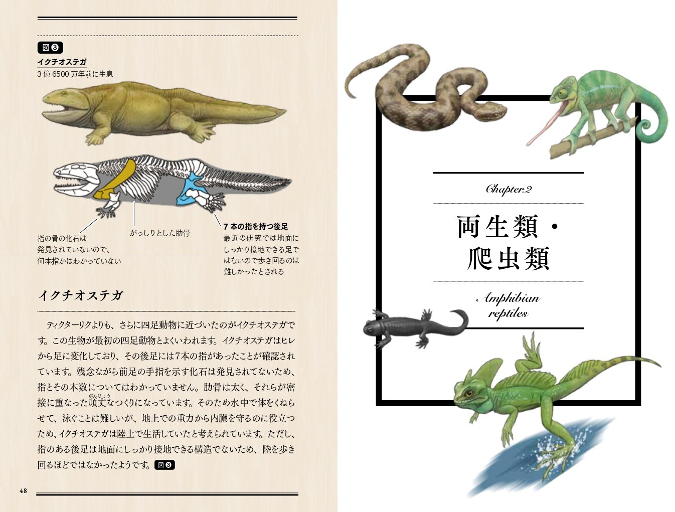 楽天ブックス サメのアゴは飛び出し式 進化順に見る人体で表す動物図鑑 川崎悟司 9784815606626 本