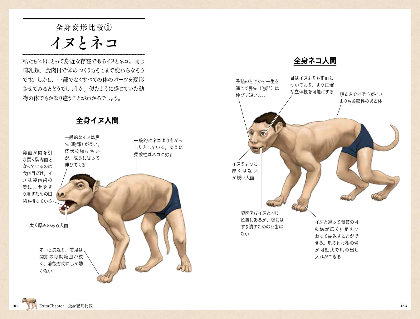 楽天ブックス サメのアゴは飛び出し式 進化順に見る人体で表す動物図鑑 川崎悟司 本
