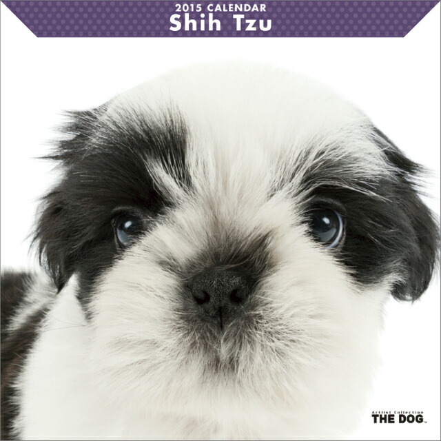 楽天ブックス シー ズー 15年 カレンダー 本