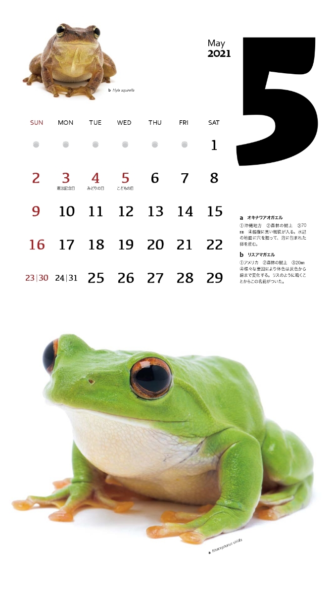 楽天ブックス Frogs カレンダー 21 本