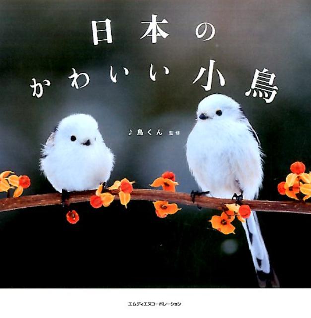楽天ブックス 日本のかわいい小鳥 鳥くん 9784844366706 本