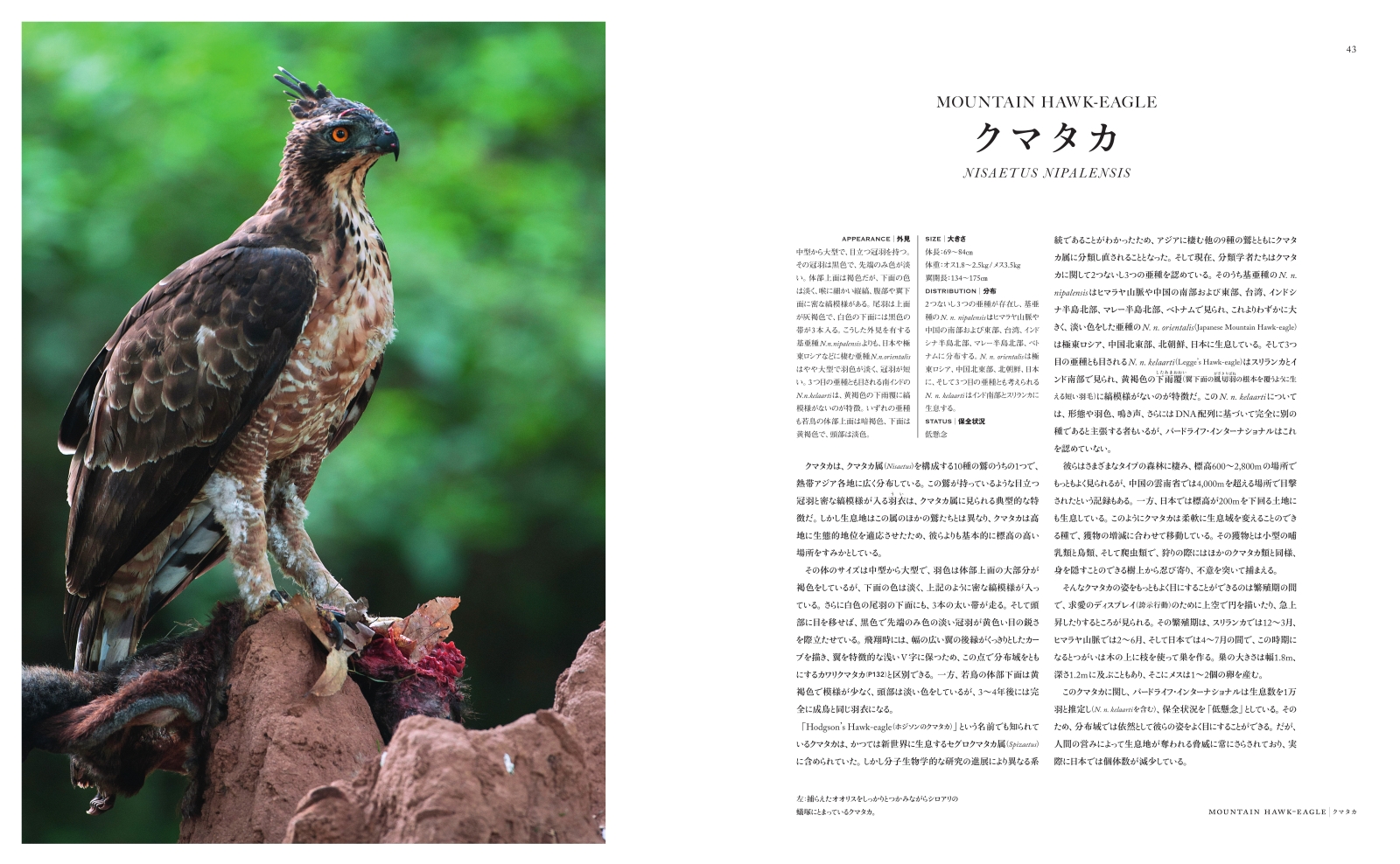 楽天ブックス 世界で一番美しい鷲の図鑑 マイク アンウィン 本