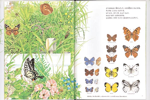 �Ƥ���Ƥβ�645��οȶ��������Τ�������ʡ���ۤβʳإ��꡼����[�����Ϥ����褷]