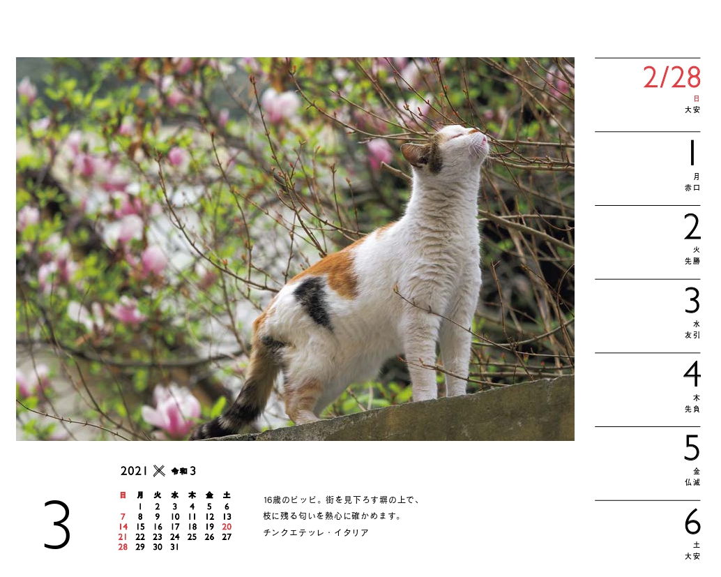 楽天ブックス 岩合光昭 ねこカレンダー 21 本