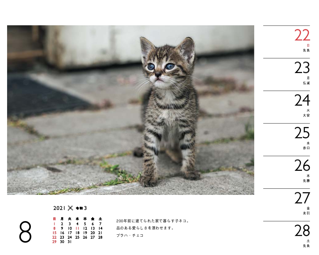 楽天ブックス 岩合光昭 ねこカレンダー 21 本